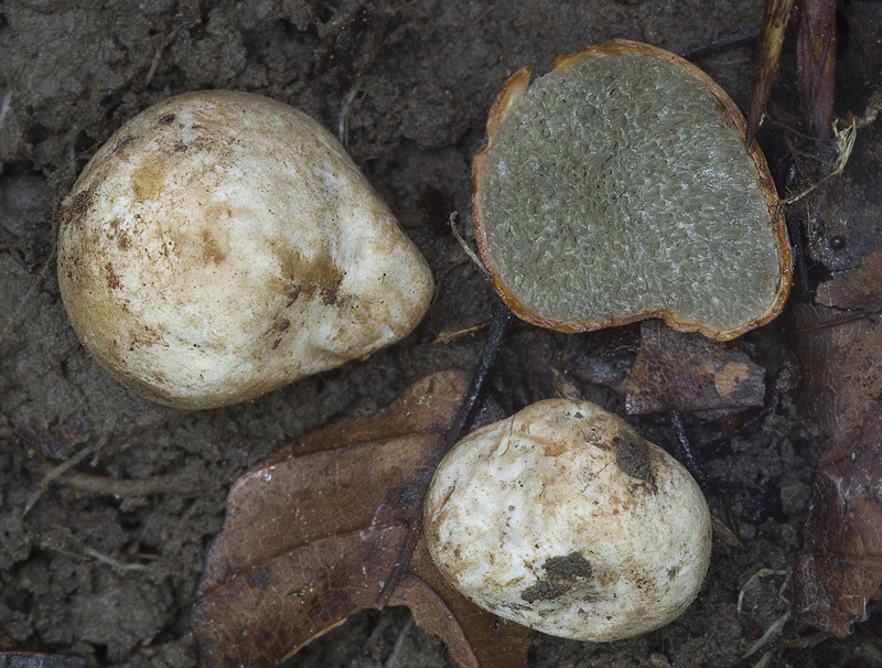 Hysterangium stoloniferum